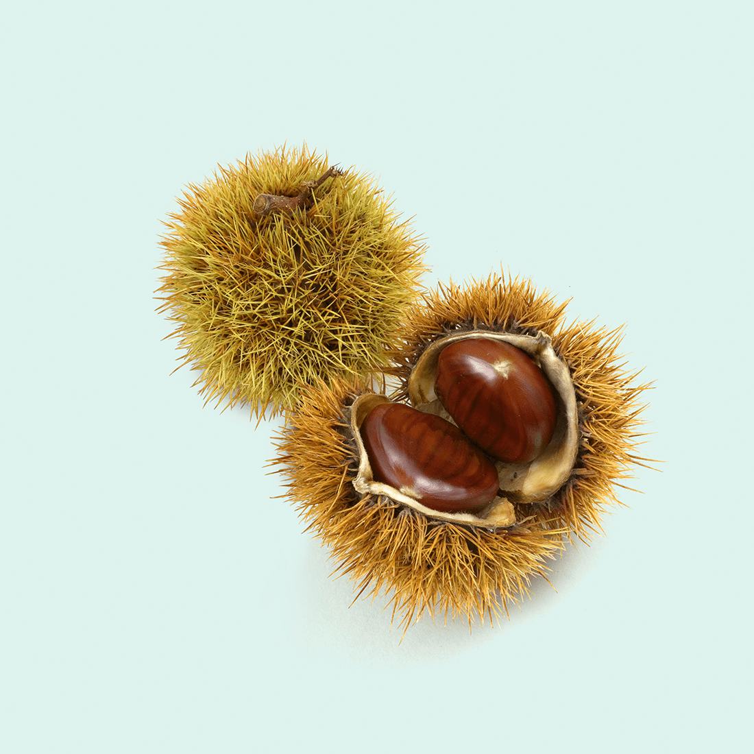 Sweet chestnut