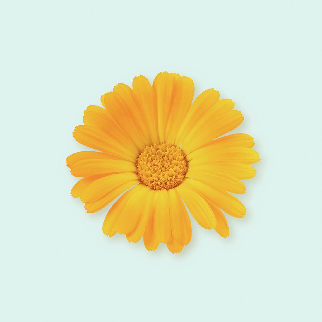 Calendula