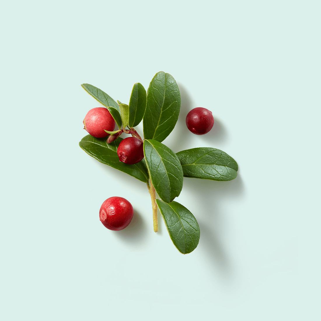 Lingonberry 