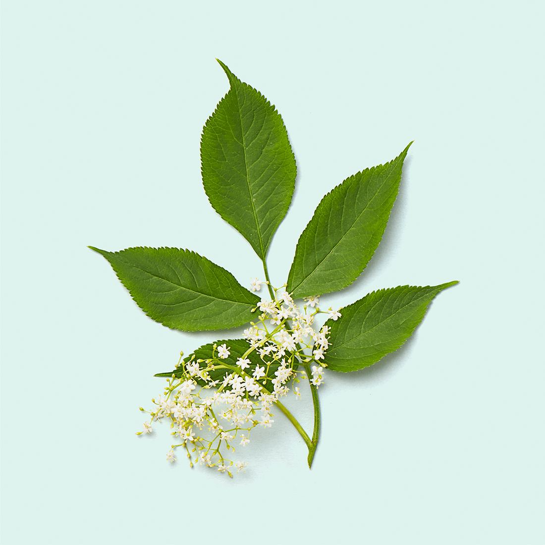 Elderflower