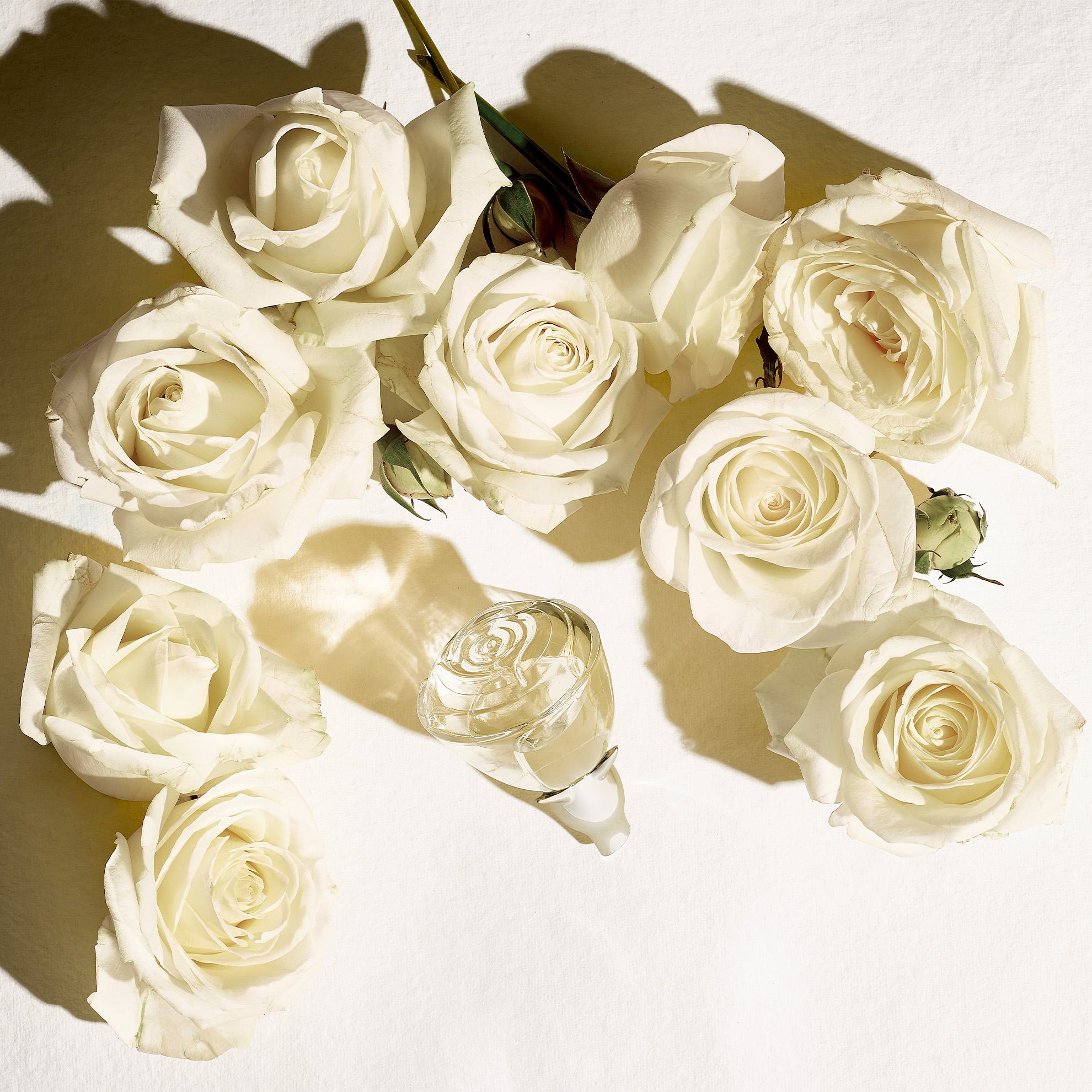 eine Gruppe weißer Rosen