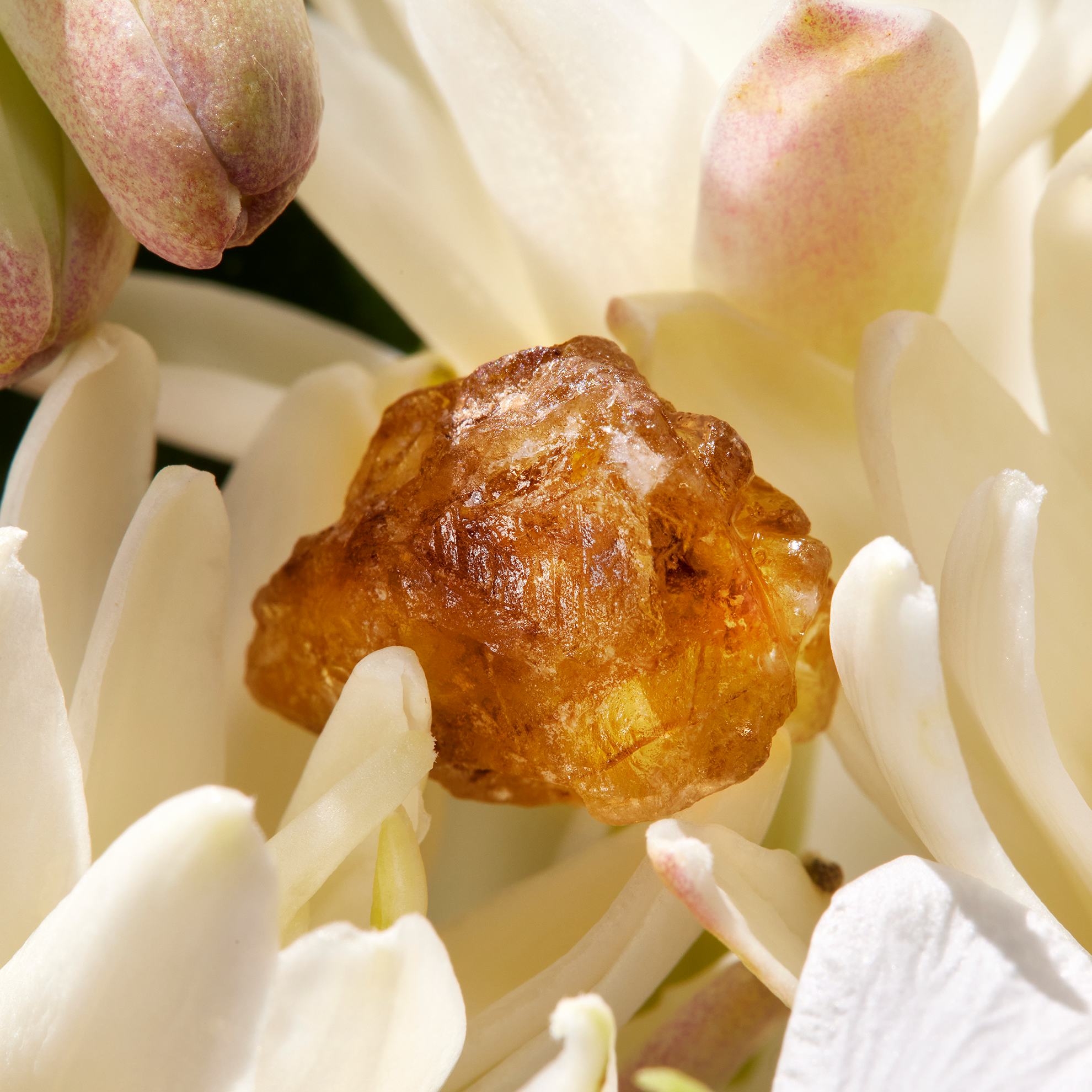 batu cokelat di atas bunga putih