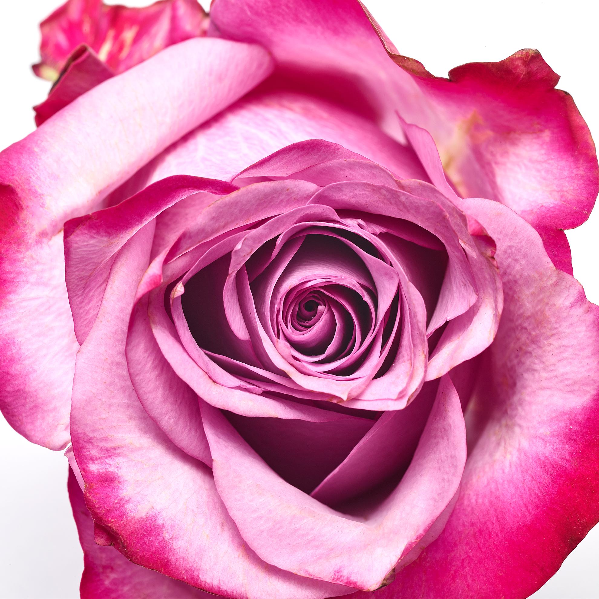 https://media-cdn.oriflame.com/productImage?externalMediaId=product-management-media%2fProducts%2f42868%2fUZ%2f42868_3.png&id=2024-03-11T10-41-31-741Z_MediaMigration&version=1664443823