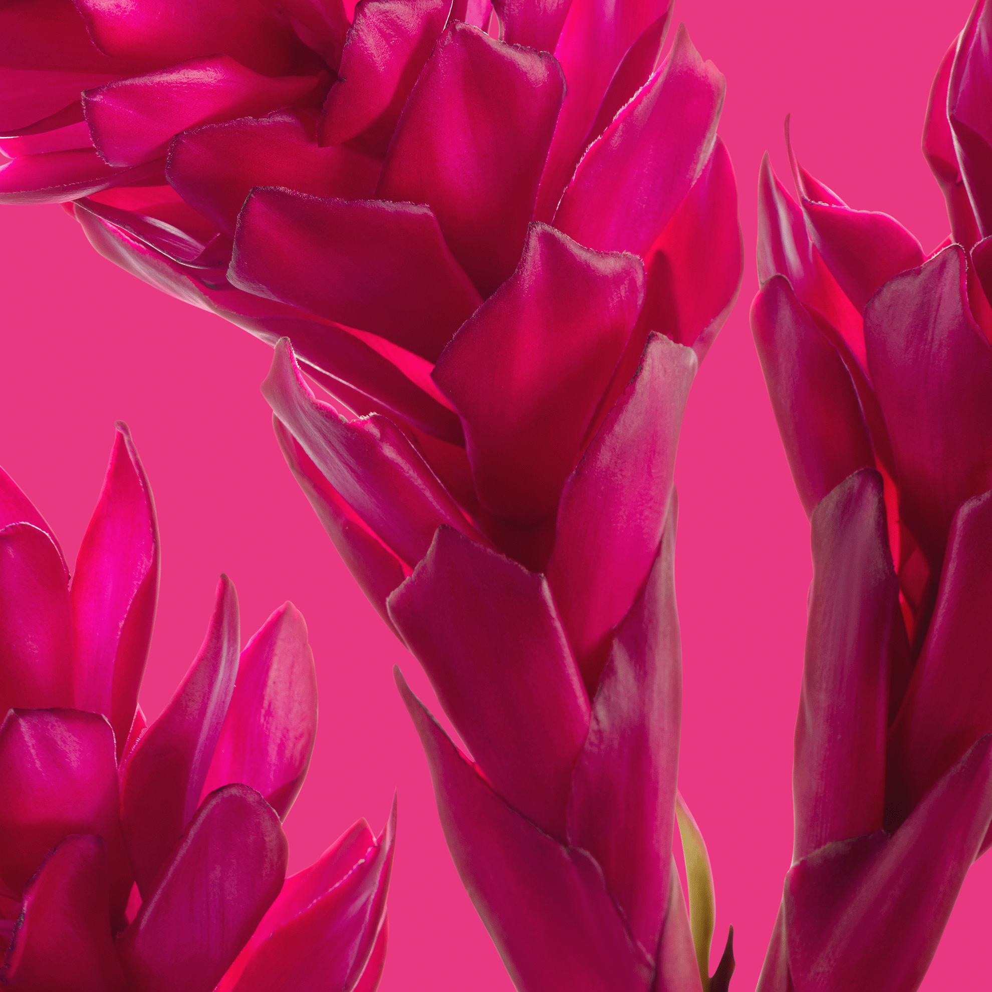 https://media-cdn.oriflame.com/productImage?externalMediaId=product-management-media%2fProducts%2f46060%2fLV%2f46060_5.png&id=17981568&version=2