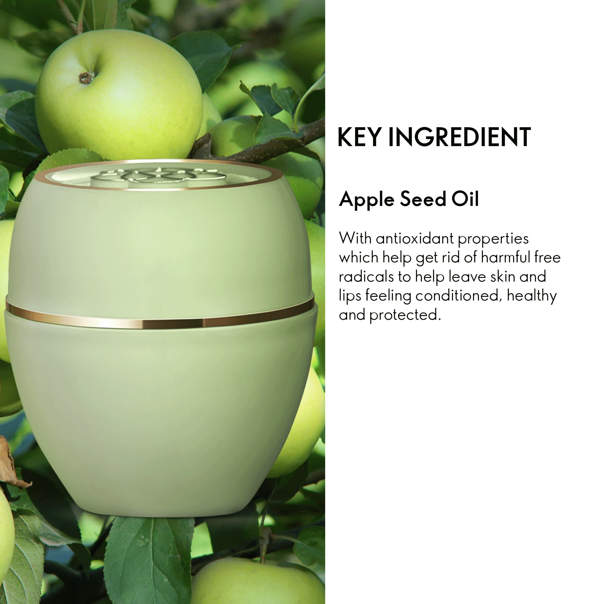 एक पेड़ पर सेब के बीज के तेल का एक जार